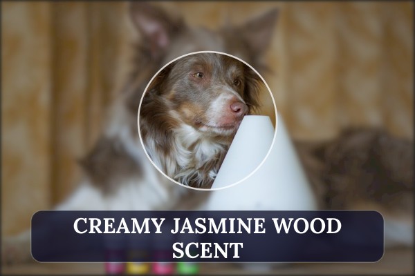 creamy jasmine wood scent
