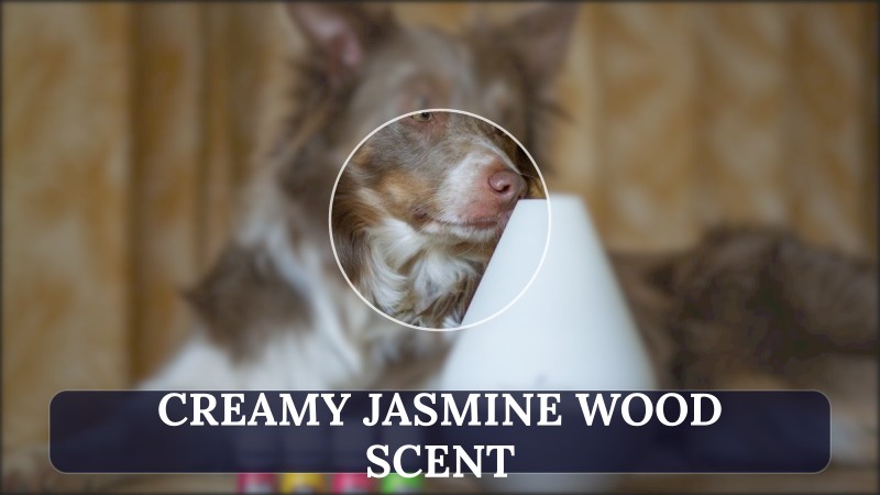 creamy jasmine wood scent