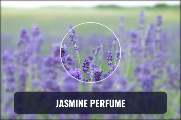 jasmine perfume