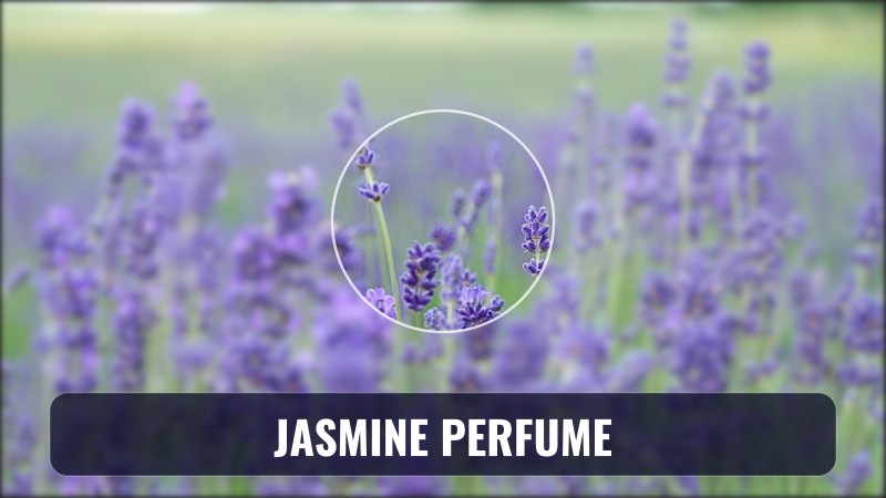 jasmine perfume