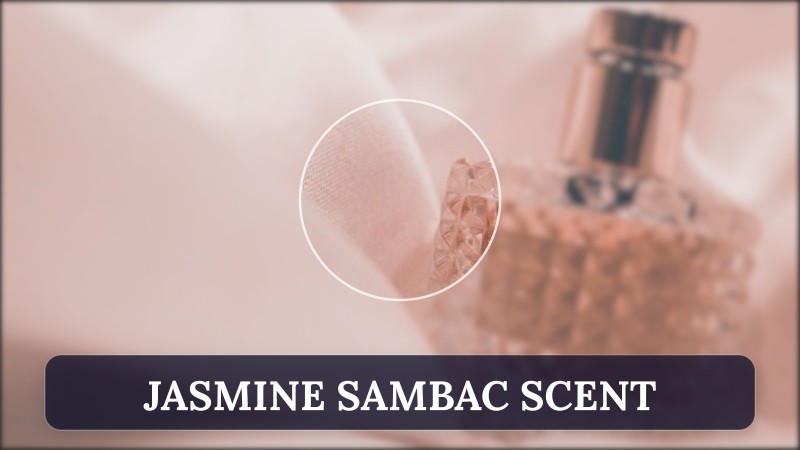 jasmine sambac scent